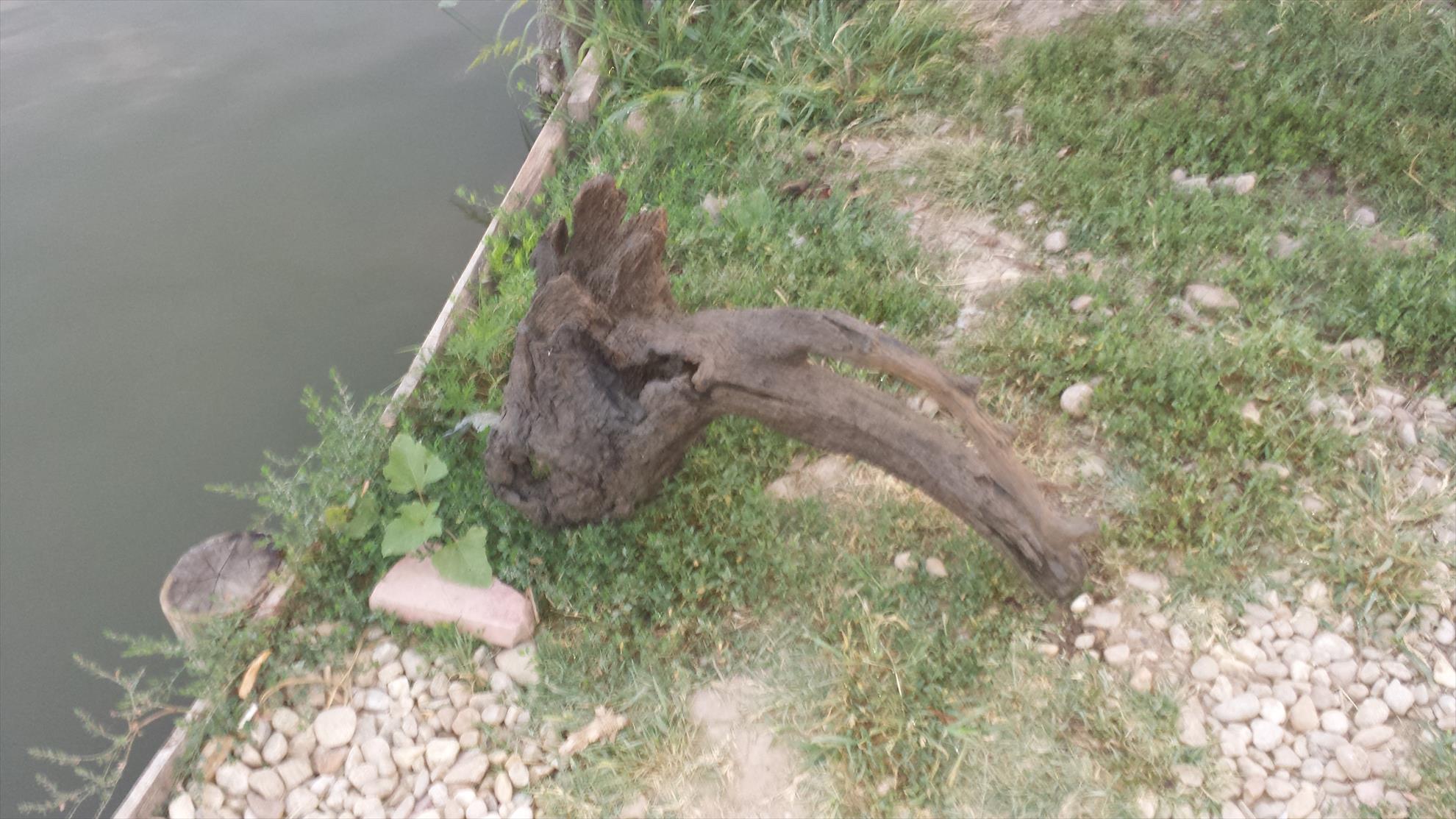 Hermes Peris 10 - 11 august 2015 - Aceesi balta si alta captura 😉. La cantar avea 8 kg.